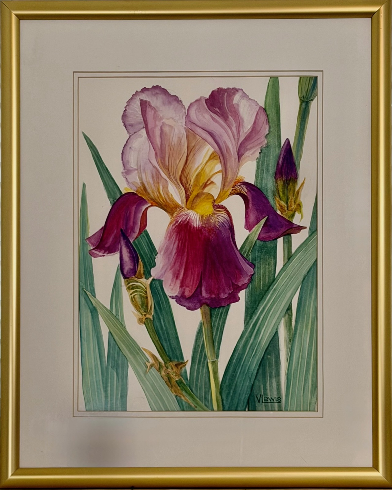 Iris